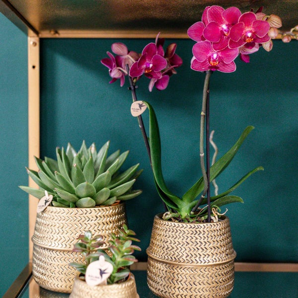 Kolibri Orchids Rosa Phalaenopsis Orchidee Treviso in Groove Topf gold Topfgröße  12cm 35cm hoch blühende Zimmerpflanze