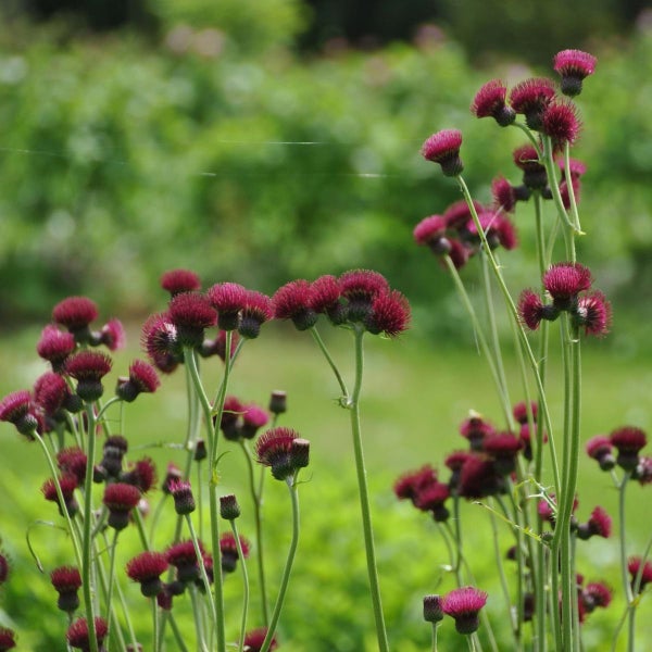 Eine Gruppe von purpurroten Kratzdisteln in einem Garten.