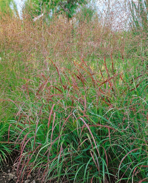 Panicum virgatum 'Warrior', Rutenhirse, ca. 9x9 cm Topf