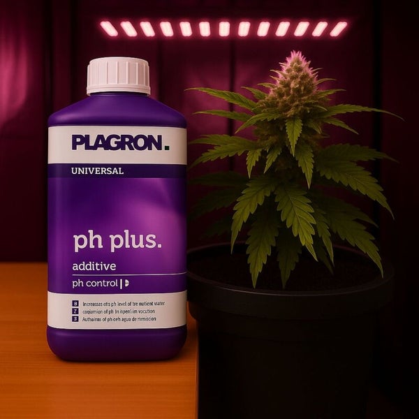 Plagron Universal pH Plus Additiv zur pH-Wert-Regulierung neben einer Cannabispflanze