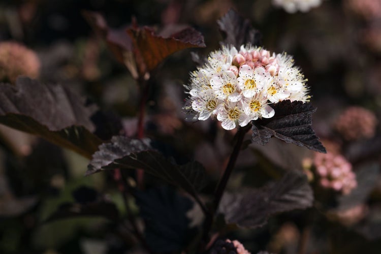 Physocarpus opulifolius 'Diabolo' -R-, Blasenspiere, 60–80 cm