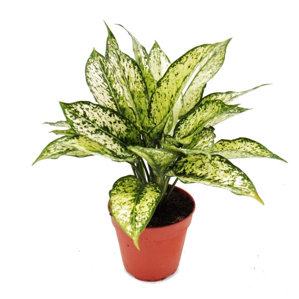 Buntblättriger Kolbenfaden - Set aus 3 versch. Deluxe Pflanzen - Aglaonema 12cm