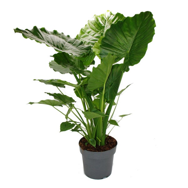 Alocasia gageana California - 21cm Solitärpflanze - Elefantenohr - Pfeilblatt - Höhe ca. 85cm