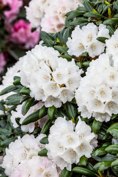 Nahaufnahme einer weißen Rhododendronblüte