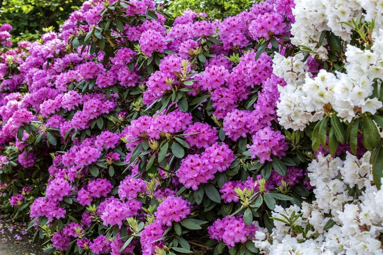 Üppige Rhododendronhecke mit violetten und weißen Blüten