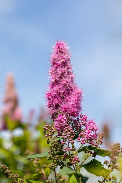 Spiraea billardii 'Triumphans', Prachtspiere, rosa Blüten, 60–100 cm