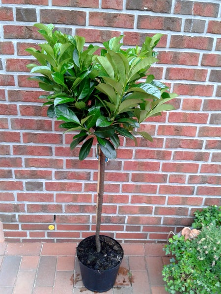Prunus laurocerasus 'Rotundifolia' - Stämmchen, Kirschlorbeer  Gesamthöhe: 130-140 cm