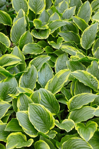 Hosta plantaginea 'So Sweet', Duftende Funkie, ca. 11x11 cm Topf