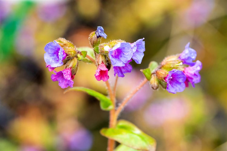 Pulmonaria dacica 'Azurea', Lungenkraut, blau, ca. 9x9 cm Topf