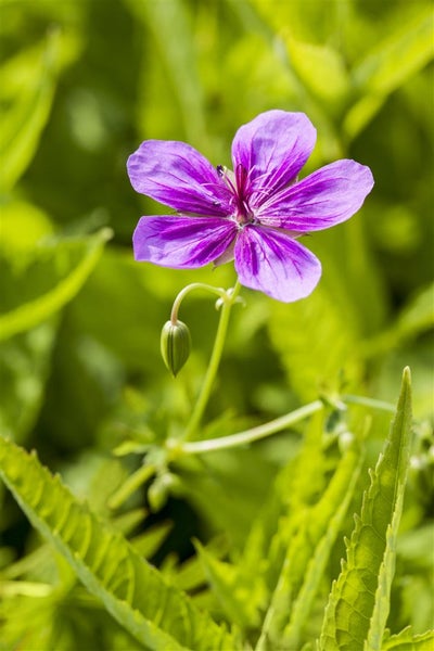 Geranium pratense, Wiesen-Storchschnabel, blauviolett, ca. 9x9 cm Topf