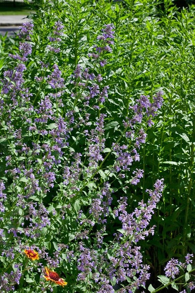 Nepeta grandiflora 'Zinser's Giant', Katzenminze, blau, ca. 9x9 cm Topf