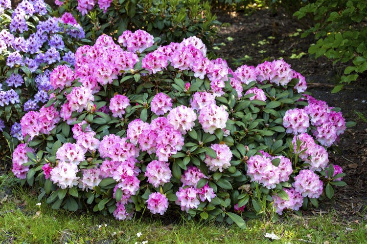 Rhododendron yakushimanum 'Nicoletta', rosa Blüten, 30–40 cm