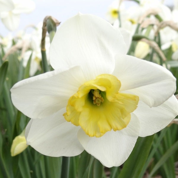 Narzisse mit weißer Blüte und gelber Mitte im Garten