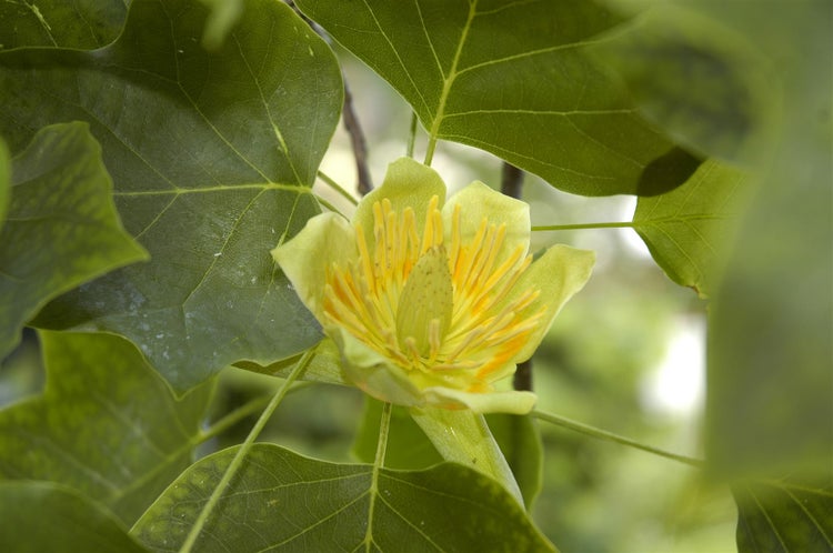 Nahaufnahme einer Blüte des Tulpenbaums mit charakteristischen Blättern im Garten