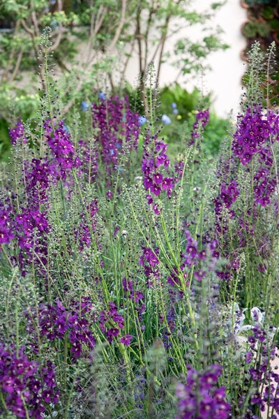 Verbascum phoeniceum 'Violetta', violett, ca. 9x9 cm Topf