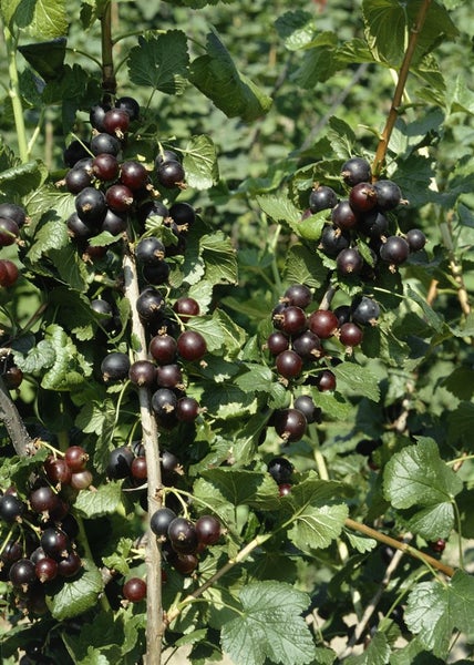 Ribes x nidigrolaria, Jostabeere, 90 cm Stammhöhe