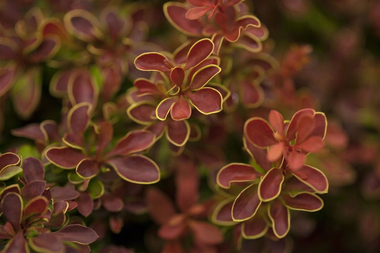 Berberis thunbergii 'Admiration', Blutberberitze, rot-gelb, 20–25 cm