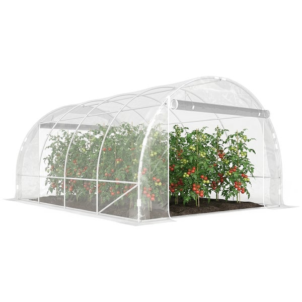 Folientreibhaus mit Tomatenpflanzen, bogenförmiges Gestell mit transparenter Folie.