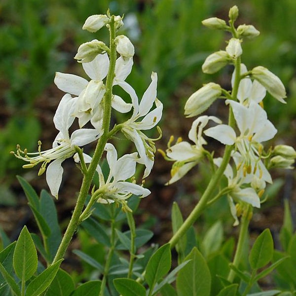 Nahaufnahme von Doldenblütlerpflanzen mit weißen Blüten und grünen Blättern.