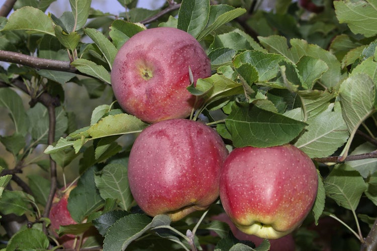 Malus domestica 'Florina', Apfelbaum, 150–200 cm
