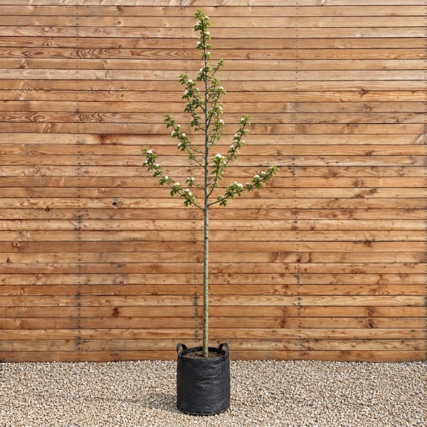 Junger Obstbaum mit Blüten im Pflanzcontainer vor einer Holzwand.