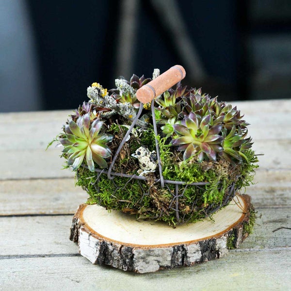 Dekorativer Korb mit Sukkulenten und Moos auf einer Holzscheibe