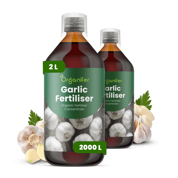 Organifer Knoblauch-Dünger, organisches Düngerkonzentrat, 2-Liter-Flasche.