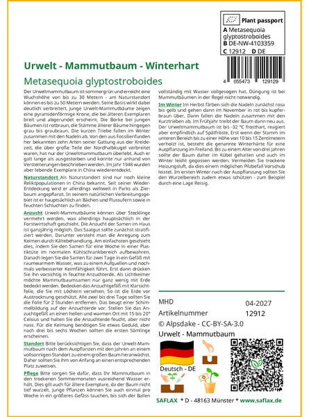SAFLAX Garden to go - Urwelt - Mammutbaum - Metasequoia glyptostroboides - 60 Samen - Mit Topf, Klima - Deckel und Anzuchtsubstrat