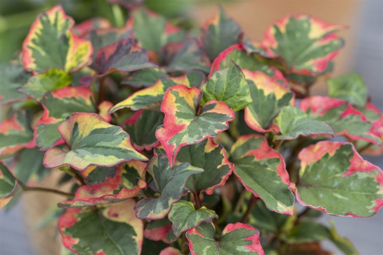 Houttuynia cordata 'Chameleon', buntes Laub, ca. 9x9 cm Topf