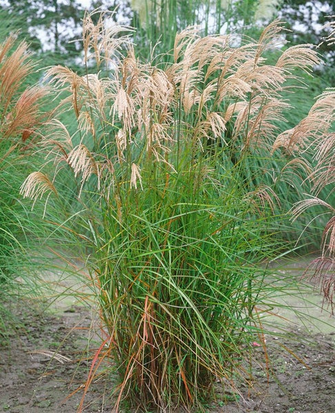 Miscanthus sinensis 'Graziella', Chinaschilf, ca. 11x11 cm Topf