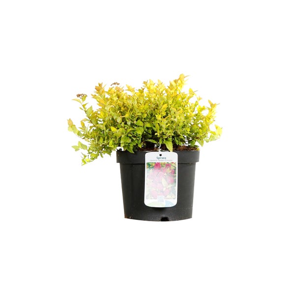 Spiraea im Topf mit Blättern