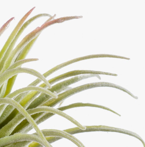 Tillandsia Luftpflanze mit grünen behaarten Blättern in Nahaufnahme.