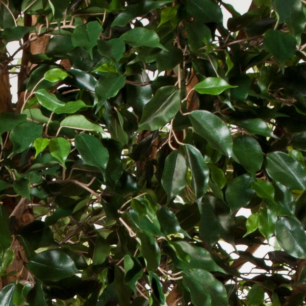 Nahaufnahme einer künstlichen Pflanze mit dichten grünen Ficusblättern.