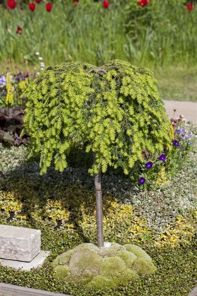 Tsuga canadensis, Kanadische Hemlocktanne, 40–60 cm