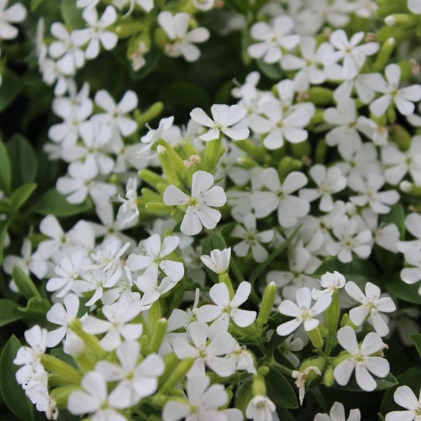Nahaufnahme von blühendem Grasnelken-Leimkraut