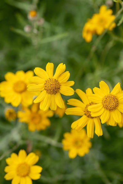 Eriophyllum lanatum, Wolliges Sonnenauge, gelb, ca. 9x9 cm Topf