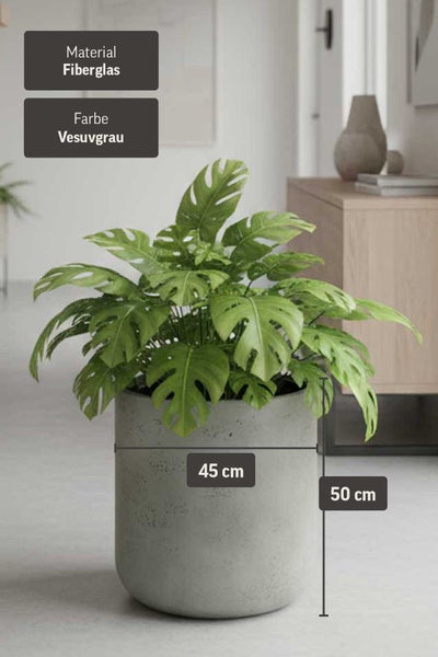 Zylindrischer Pflanzkübel aus Fiberglas in Vesuvgrau mit einer Monstera Pflanze, Durchmesser 45 Zentimeter und Höhe 50 Zentimeter.