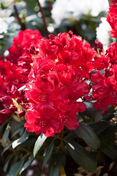 Rhododendron Hybr. 'Erato', Rhododendron, 40–50 cm, rot