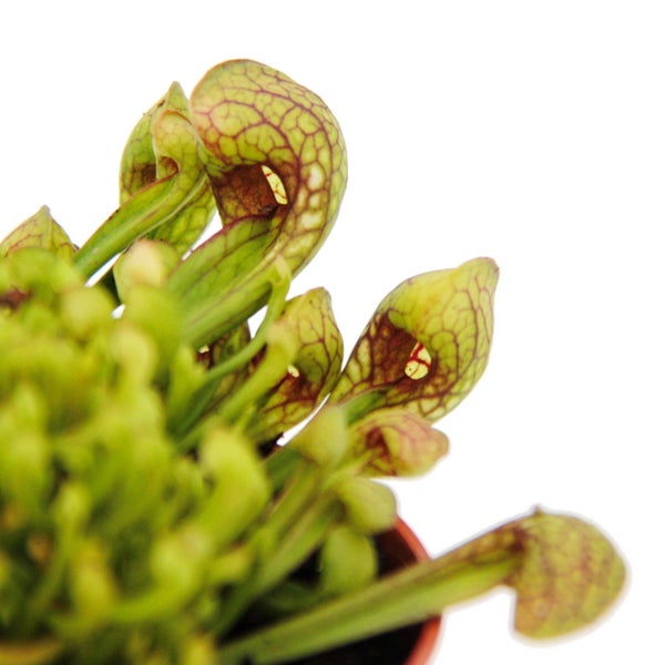 Schlauchpflanze - Sarracenia psittacina Hybr. Scarlett Belle - Fleischfressende Pflanze - 9cm Topf