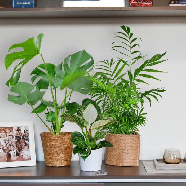4er Zimmerpflanzen Set mit Übertöpfen – Bergpalme, Monstera, Philodendron Birkin, Glücksfeder – pflegeleicht, luftreinigend – Höhe 20–70 cm, Töpfe 10,5–17 cm