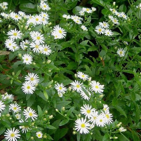 Nahaufnahme von Traubenastern im Garten.