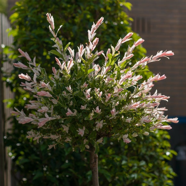 Bloomique - Salix Integra Flamingo - Bunte Weide - Gartenpflanzen - Winterhart - 80-100 cm hoch - Topf 19 cm