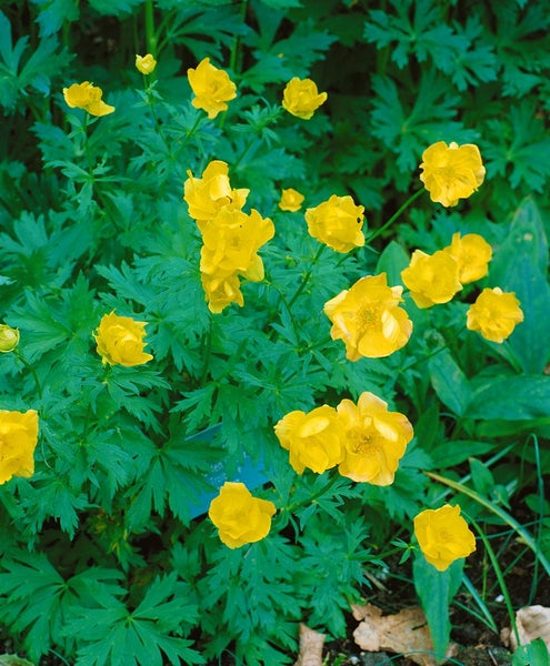 Trollius chinensis 'Golden Queen', Trollblume, leuchtend gelb, ca. 9x9 cm Topf