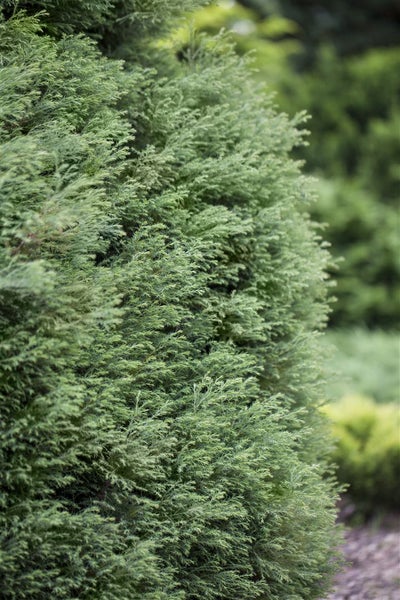 Chamaecyparis pisifera 'Plumosa Compressa', Zwerg-Scheinzypresse, 15–20 cm