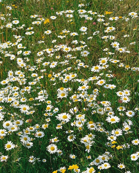 Tanacetum parthenium, Mutterkraut, weiß, ca. 9x9 cm Topf