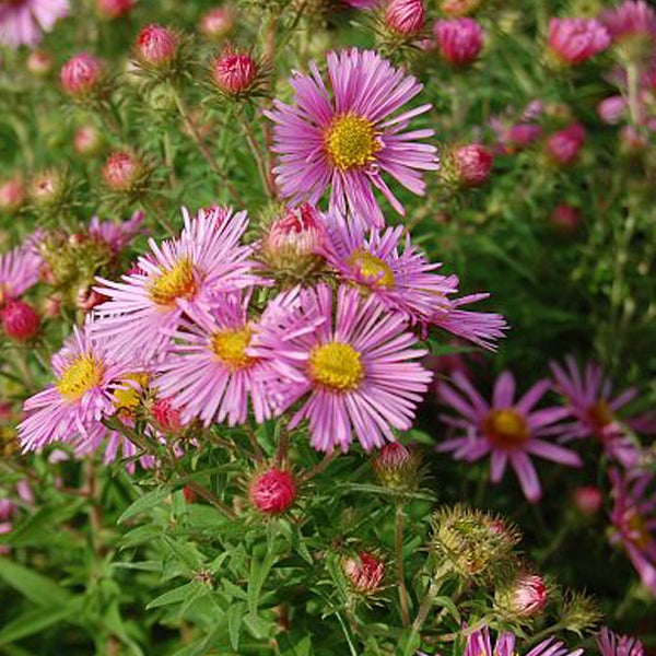 Nahaufnahme von Herbstasternblüten