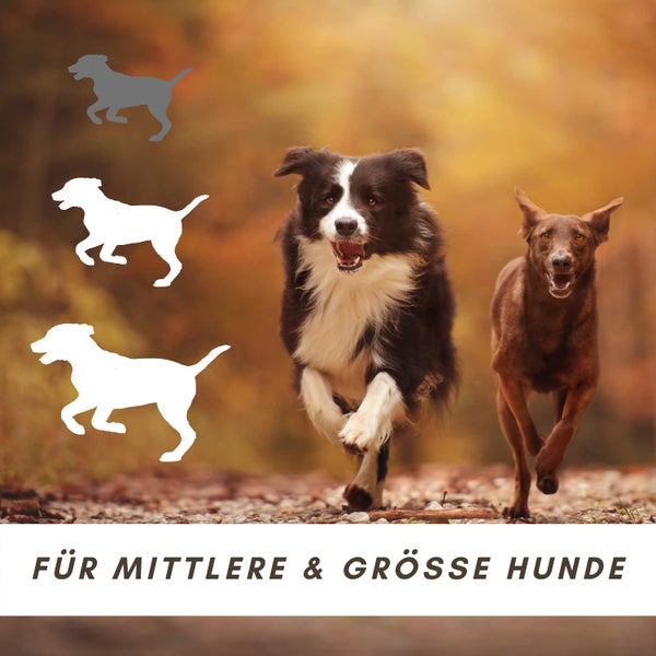 Zwei Hunde rennen auf einem Weg; Text: Für mittelgroße und große Hunde