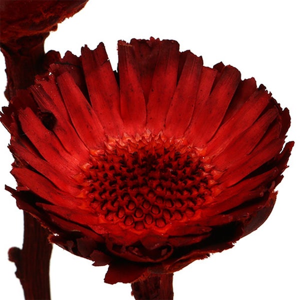 Getrocknete Banksia Blüte auf Stiel