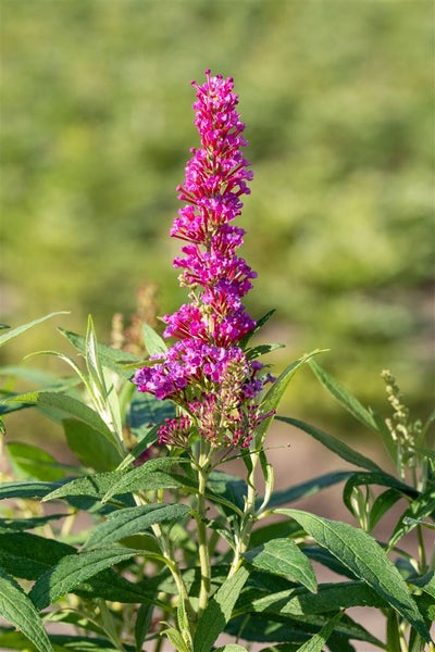 Buddleja davidii 'Butterfly Tower', Schmetterlingsflieder, 40–60 cm