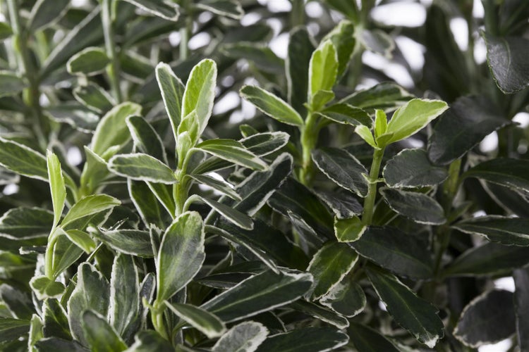 Euonymus japonicus 'Microphyllus Variegata', buntlaubig, ca. 9x9 cm Topf